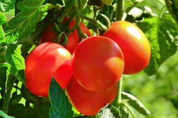 Американские учёные работают над экологичными сортами томата